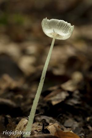 Solitaria